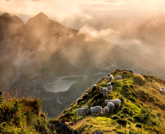 New Zealand Wool: High Quality and Sustainability - 1 Did you know that Sit-In carpets are made from New Zealand wool? Discover sustainability of our carpets and decorate your home in style. - 1